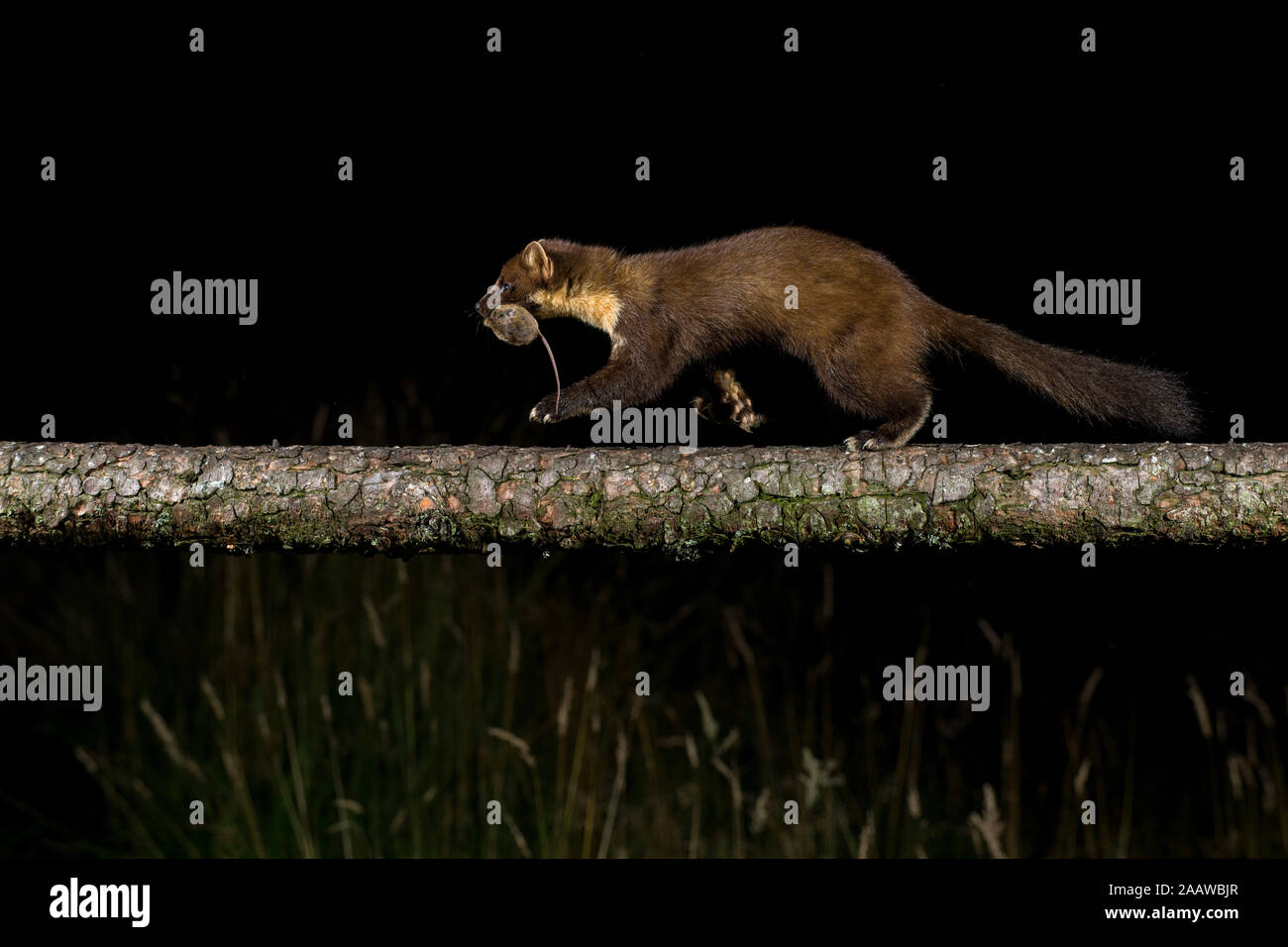 Side view of pine marten walking on log against black background Stock Photo