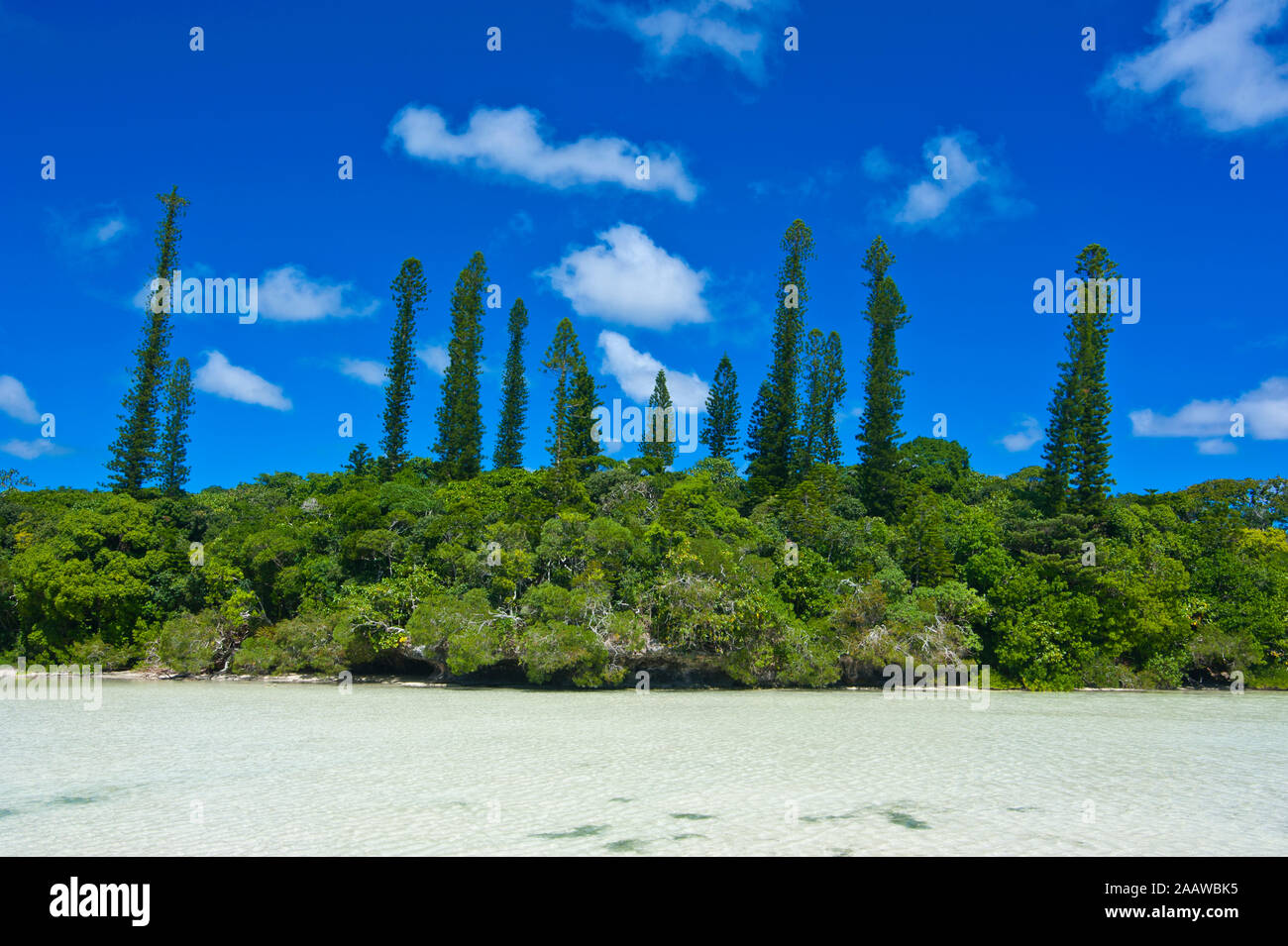 Scenic view of trees growing by sea against blue sky during sunny day, Melanesia, New Caledonia Stock Photo