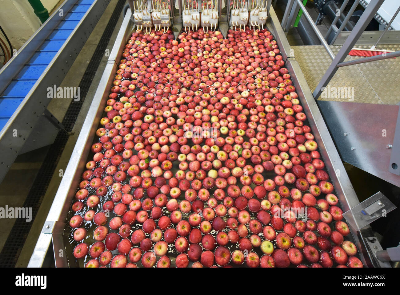 Conveyor belt with apples in water Stock Photo