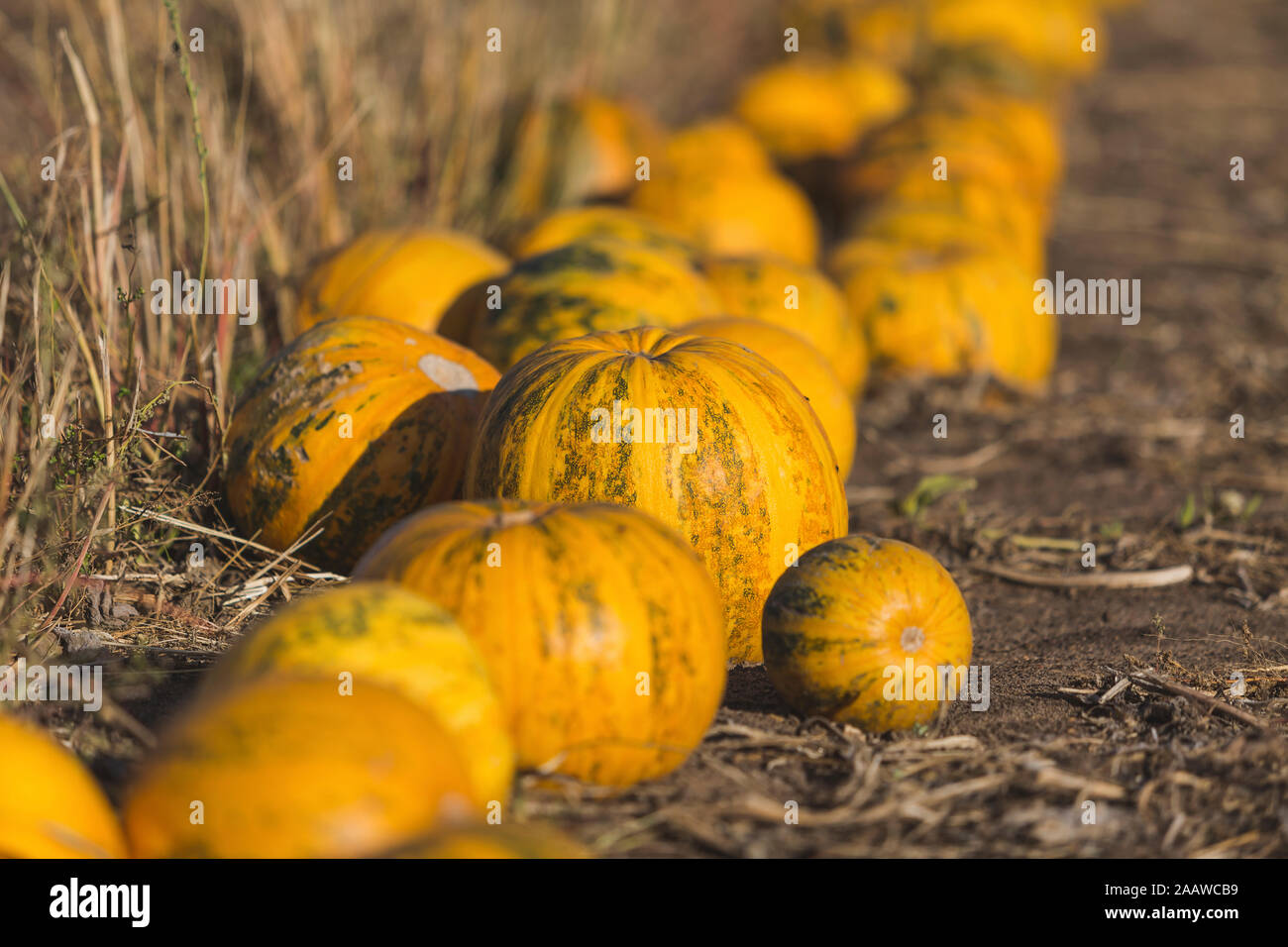 Yellow pumpkins on a field Stock Photo