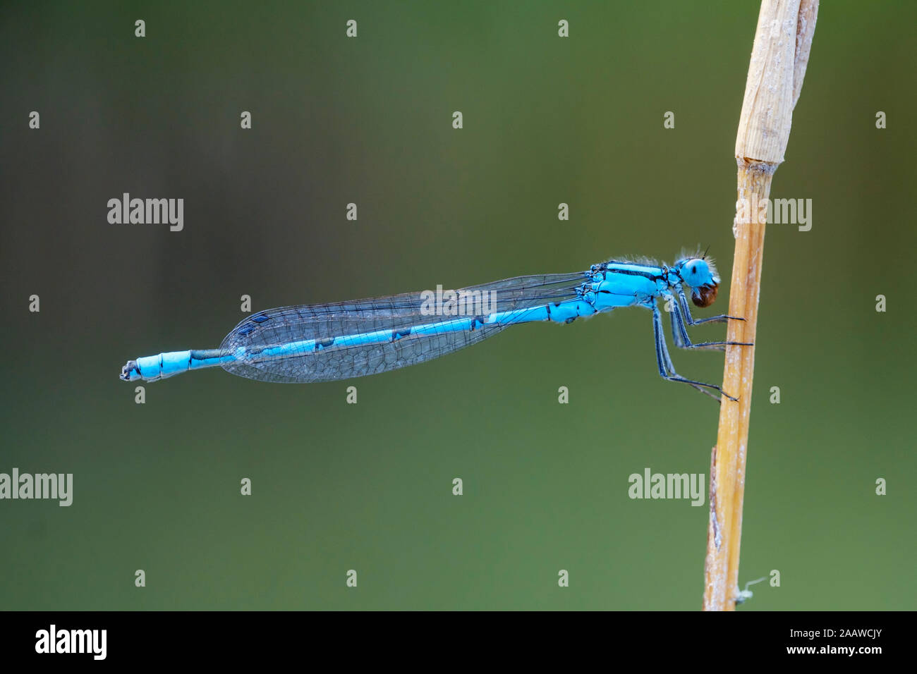 Close-up of common cupid male eating on plant stem, Bavaria, Germany Stock Photo