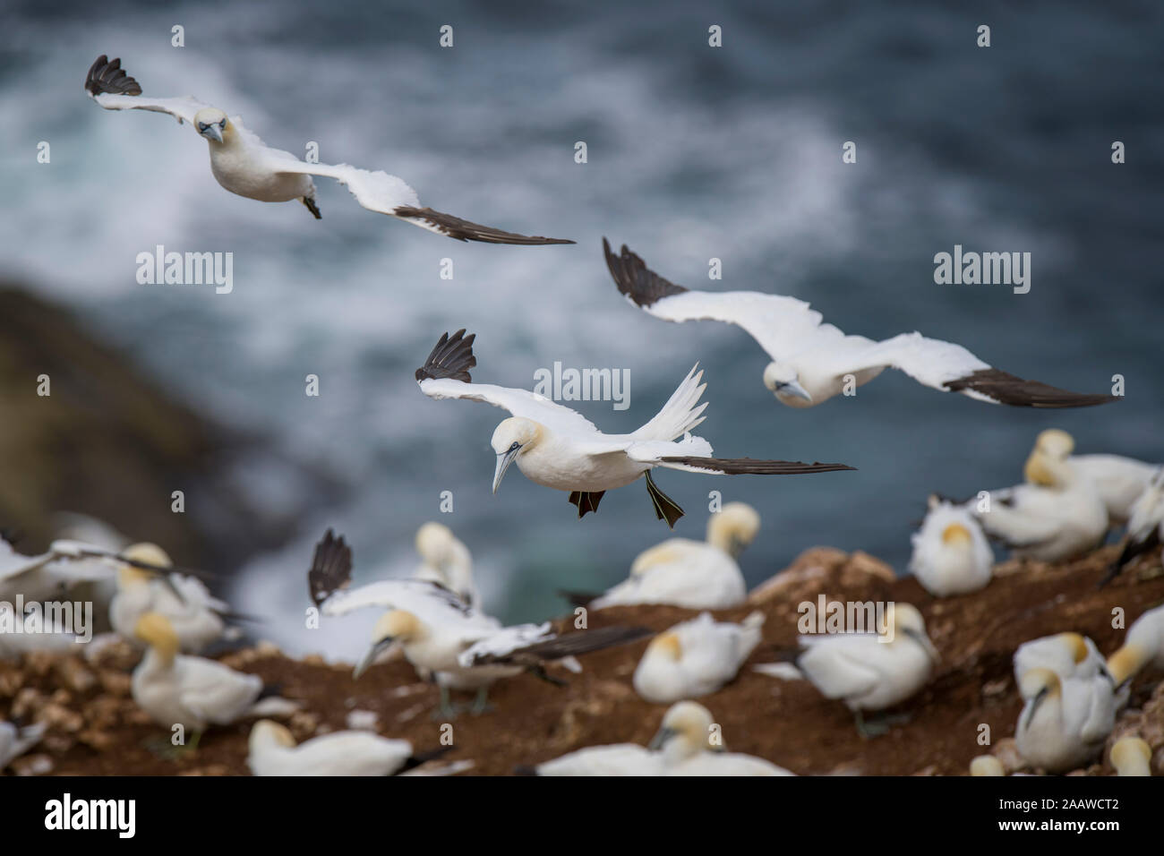 Scotland, flying Northern gannets Stock Photo