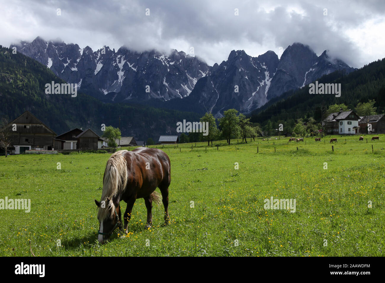 A horse is pasturing the meadows in from of famous Gosaukamm. Spring is on in the valleys while the mountains are still covered with some snow. Stock Photo