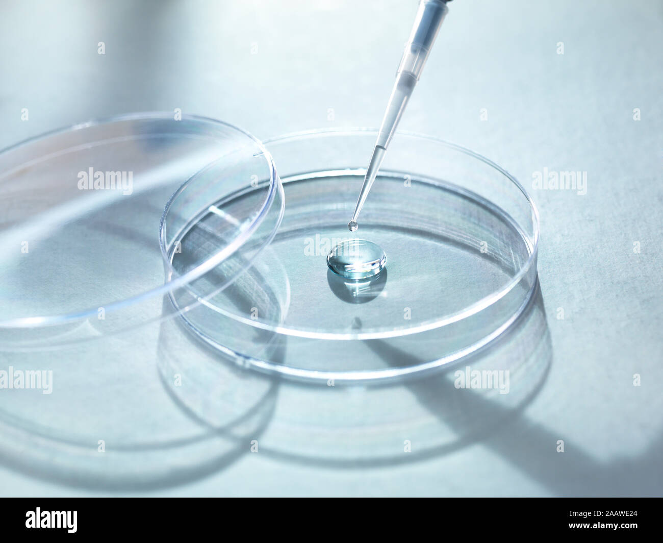 Close-up of sample pipetting in petri dish for experiment at laboratory Stock Photo