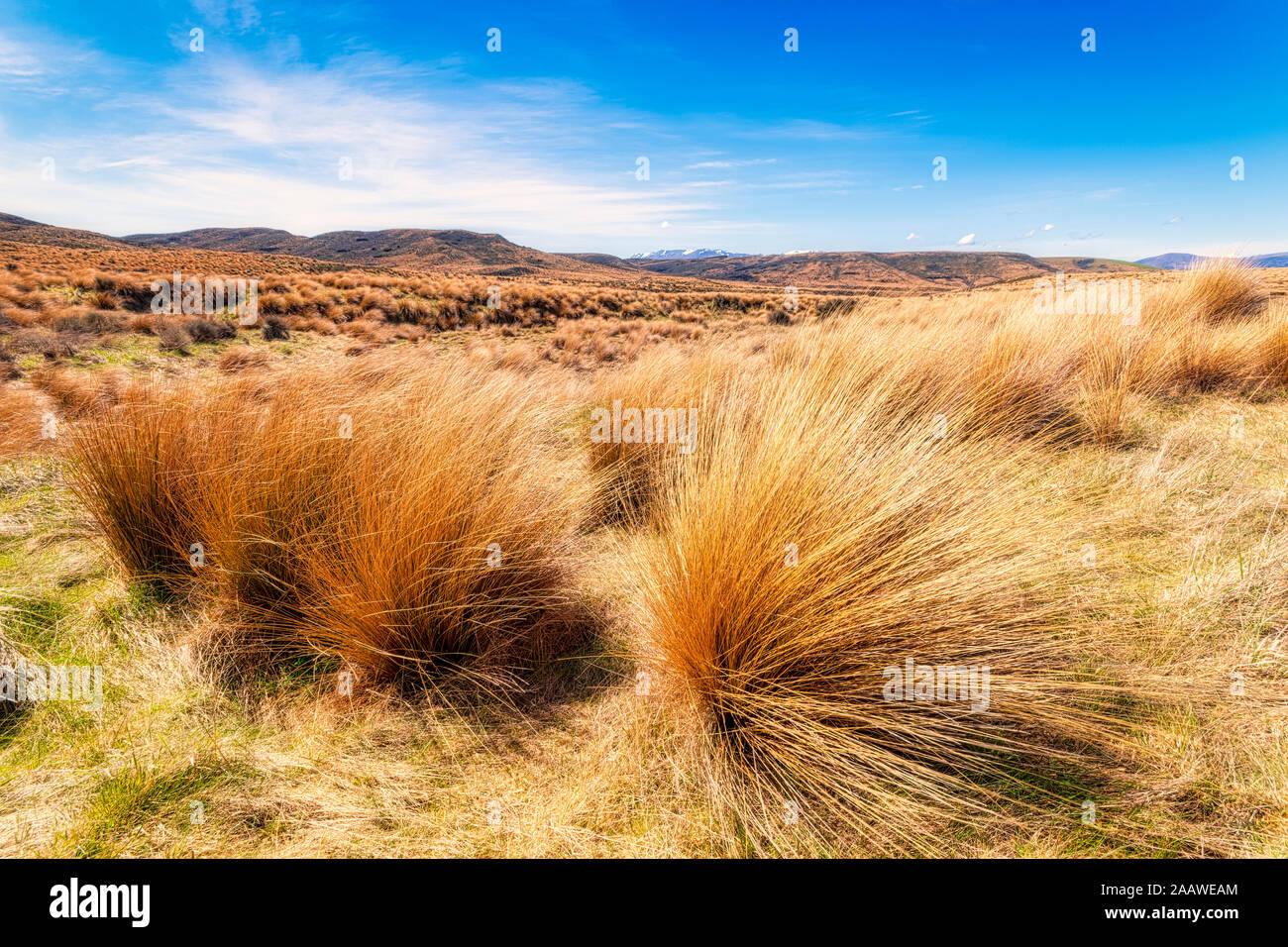 Red Tussock Conservation Area against sky in summer at South Island, New Zealand Stock Photo