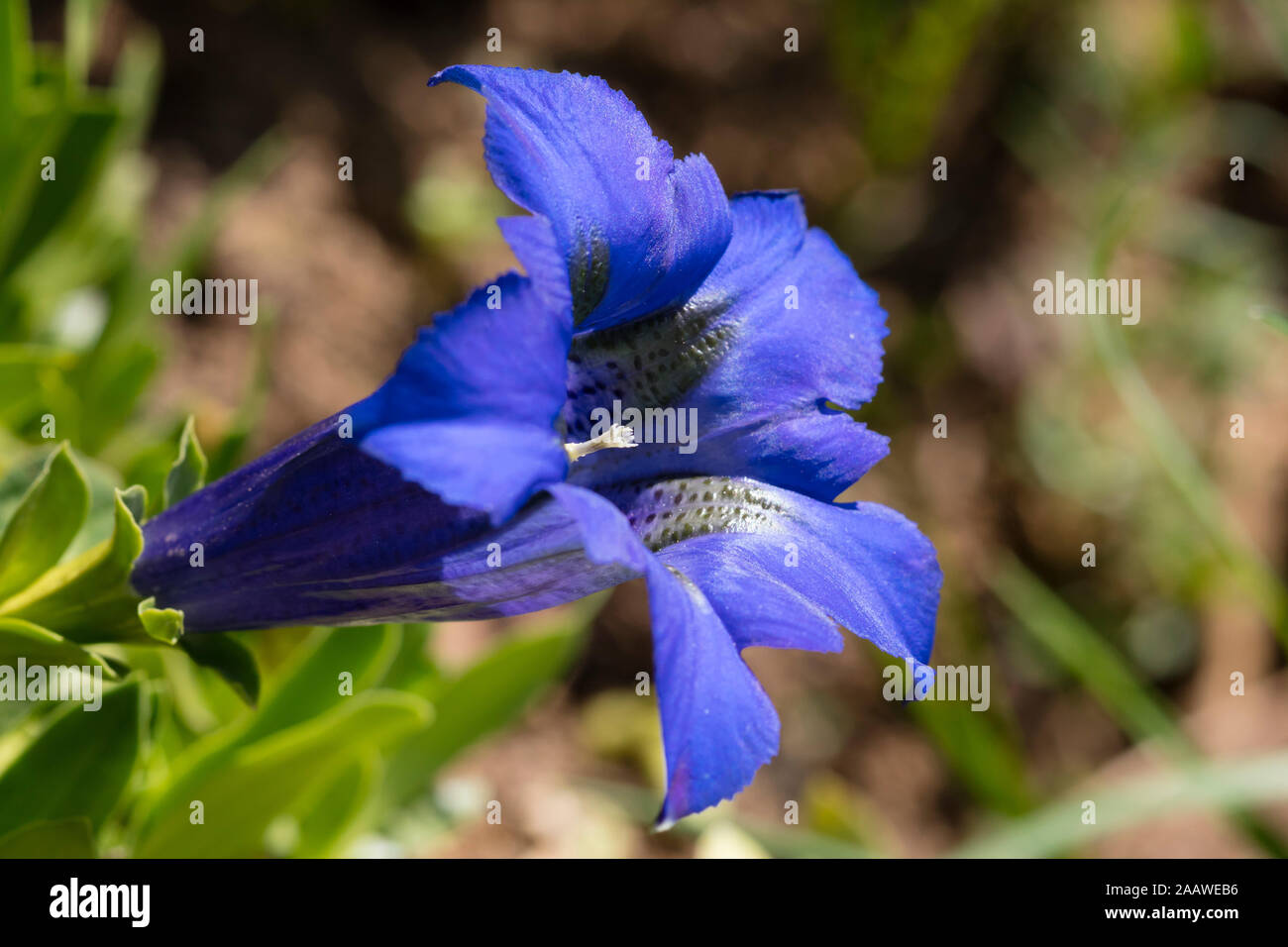 Close-up of stemless gentian blooming outdoors, Kitzbühel, Tyrol, Austria Stock Photo