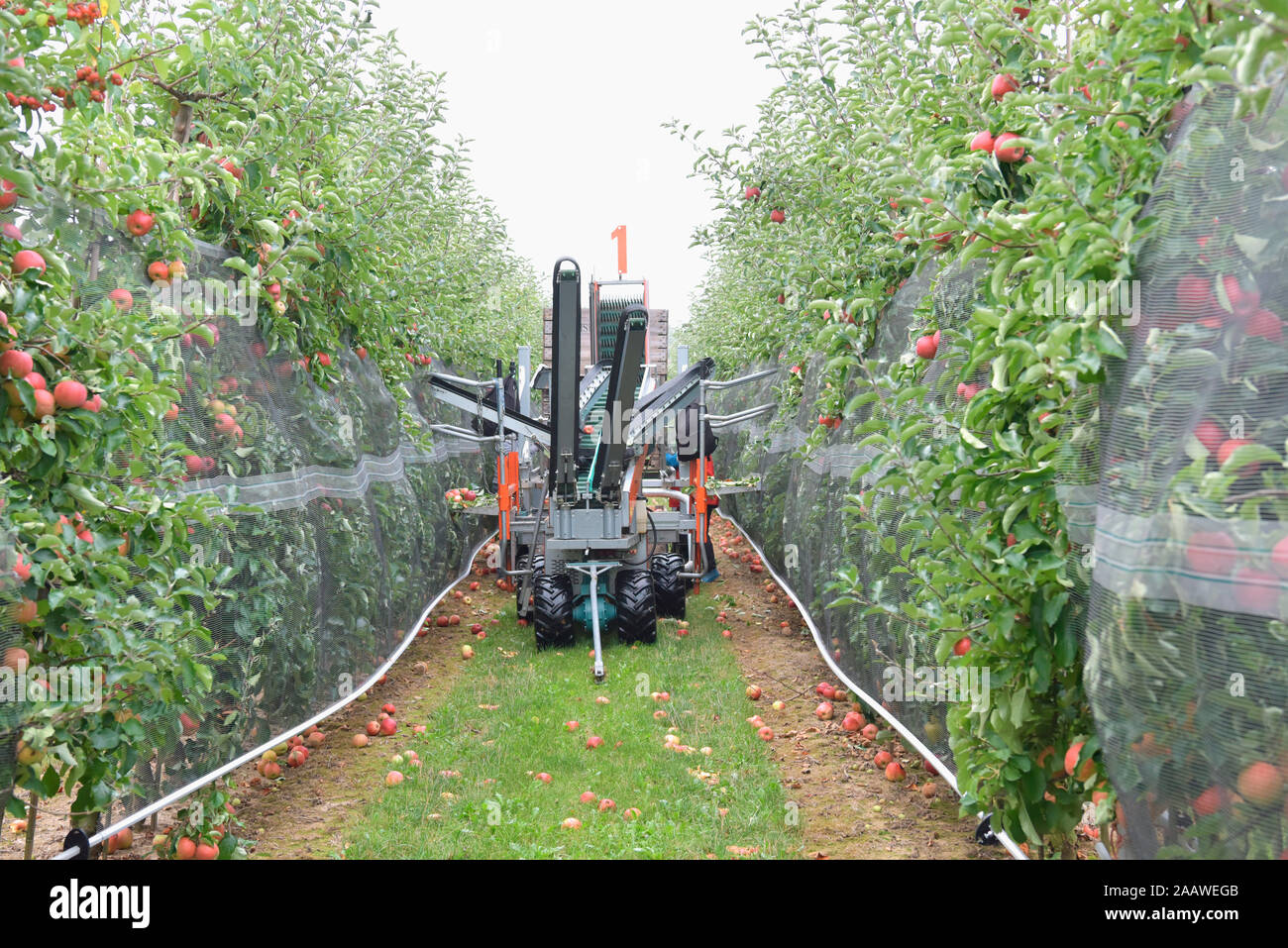 Apple harvesting on a plantation, harvester for automation Stock Photo