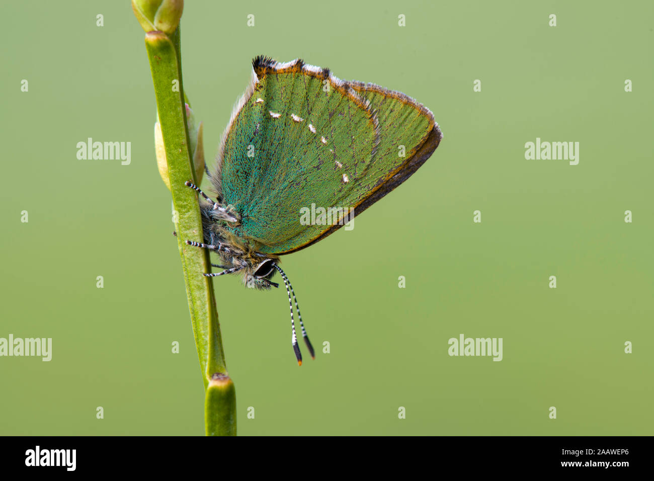 Close-up of green hairstreak butterfly on plant Stock Photo