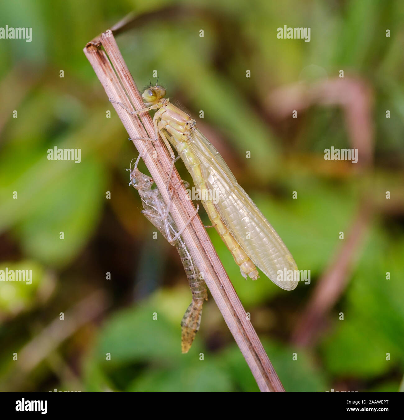 Germany, Bavaria, Upper Bavaria, Pupplinger Au, newly hatched young damselfly (Zygoptera) and exuvia Stock Photo