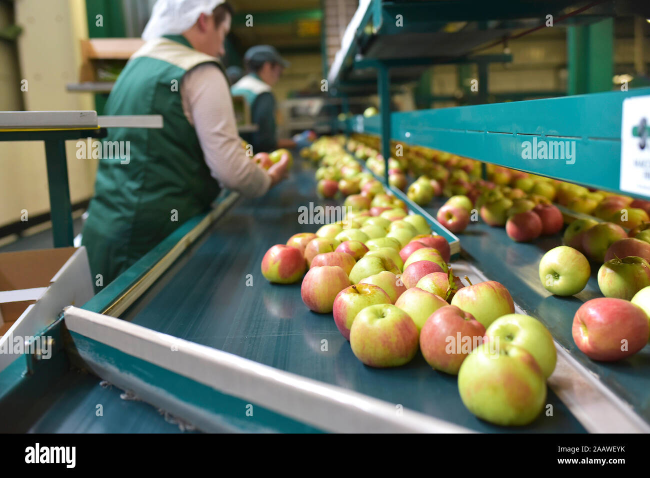Female workers checking apples on conveyor belt in apple-juice factory Stock Photo
