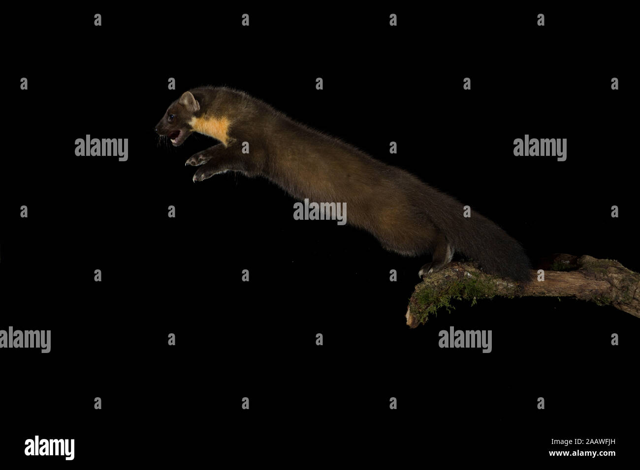 Pine marten, Martes martes, aggressive, jumping from branch at night Stock Photo
