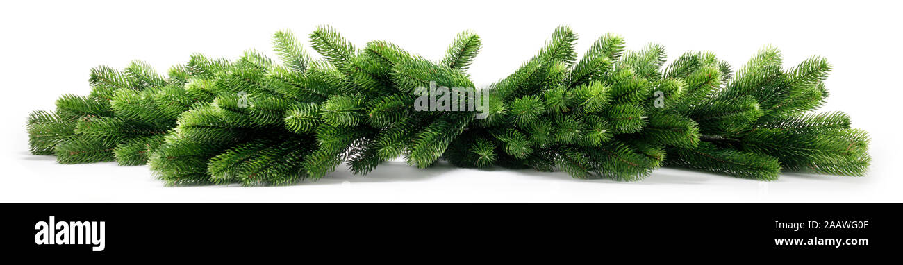 Natural fir Christmas tree branches isolated on white background ...