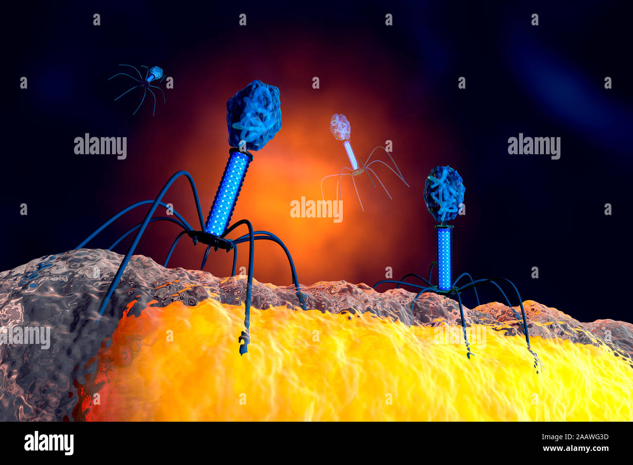 Illustration of anatomically correct group of bacteriophage viruses attacking bacteria Stock Photo