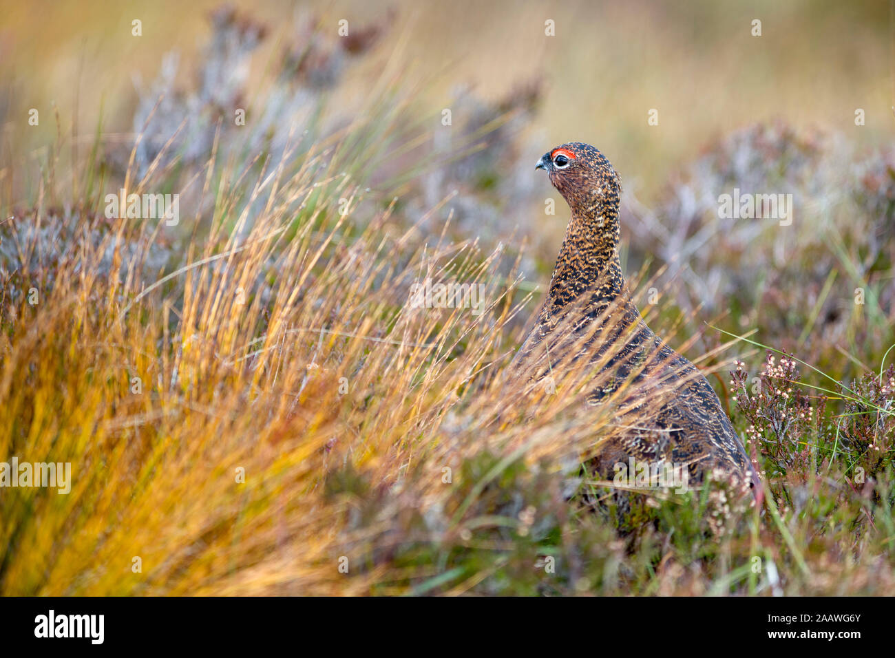 Red Grouse on a meadow Stock Photo
