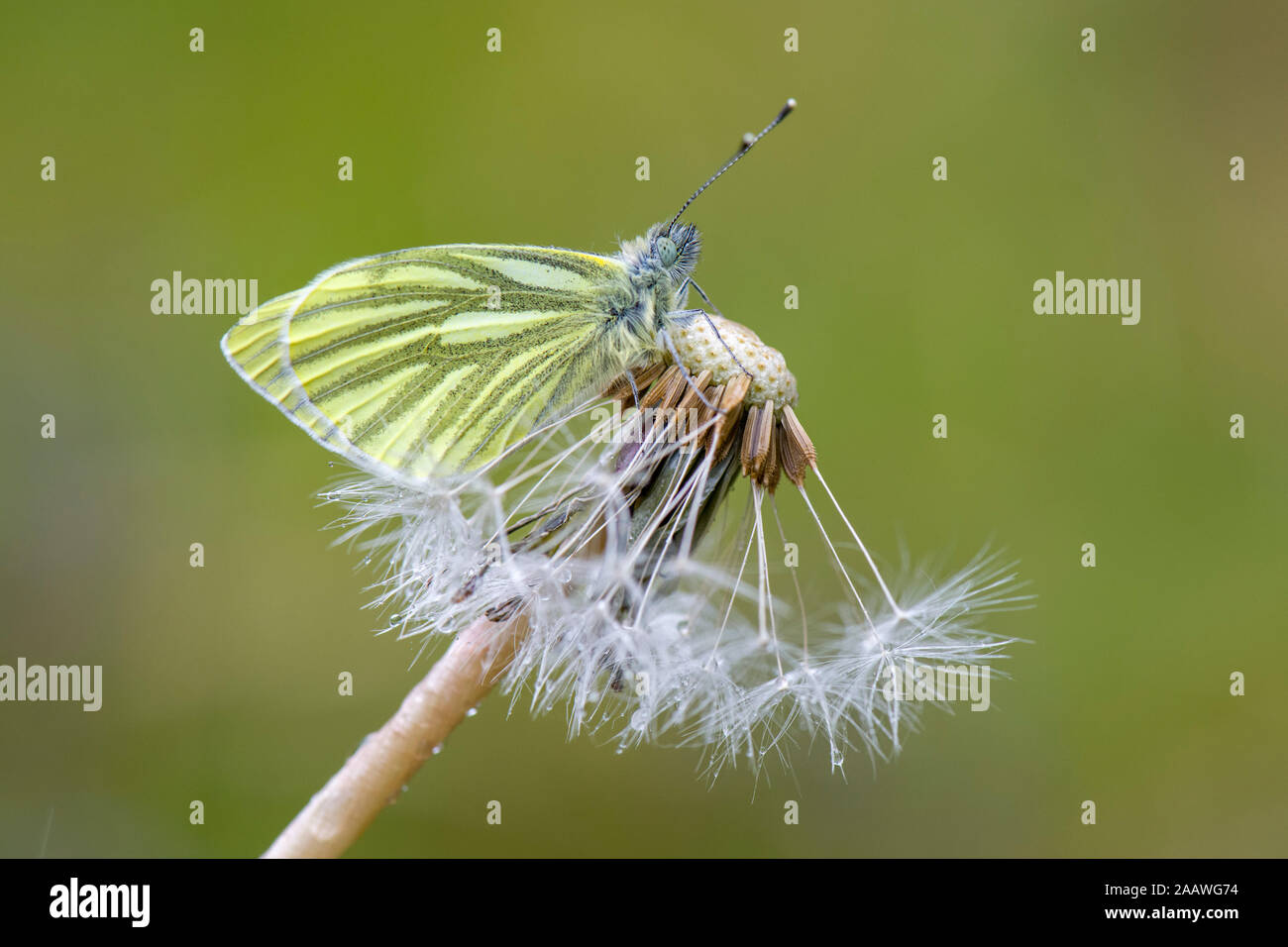 Close-up of green-veined white on flowers Stock Photo