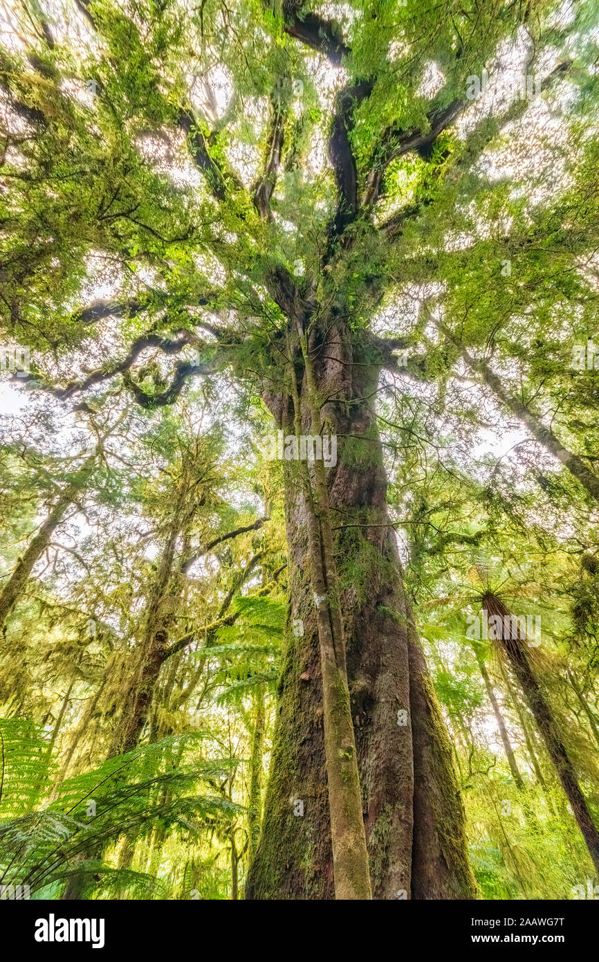 Low angle view of a tree, Roaring Billy Falls Walk, South Island, New Zealand Stock Photo