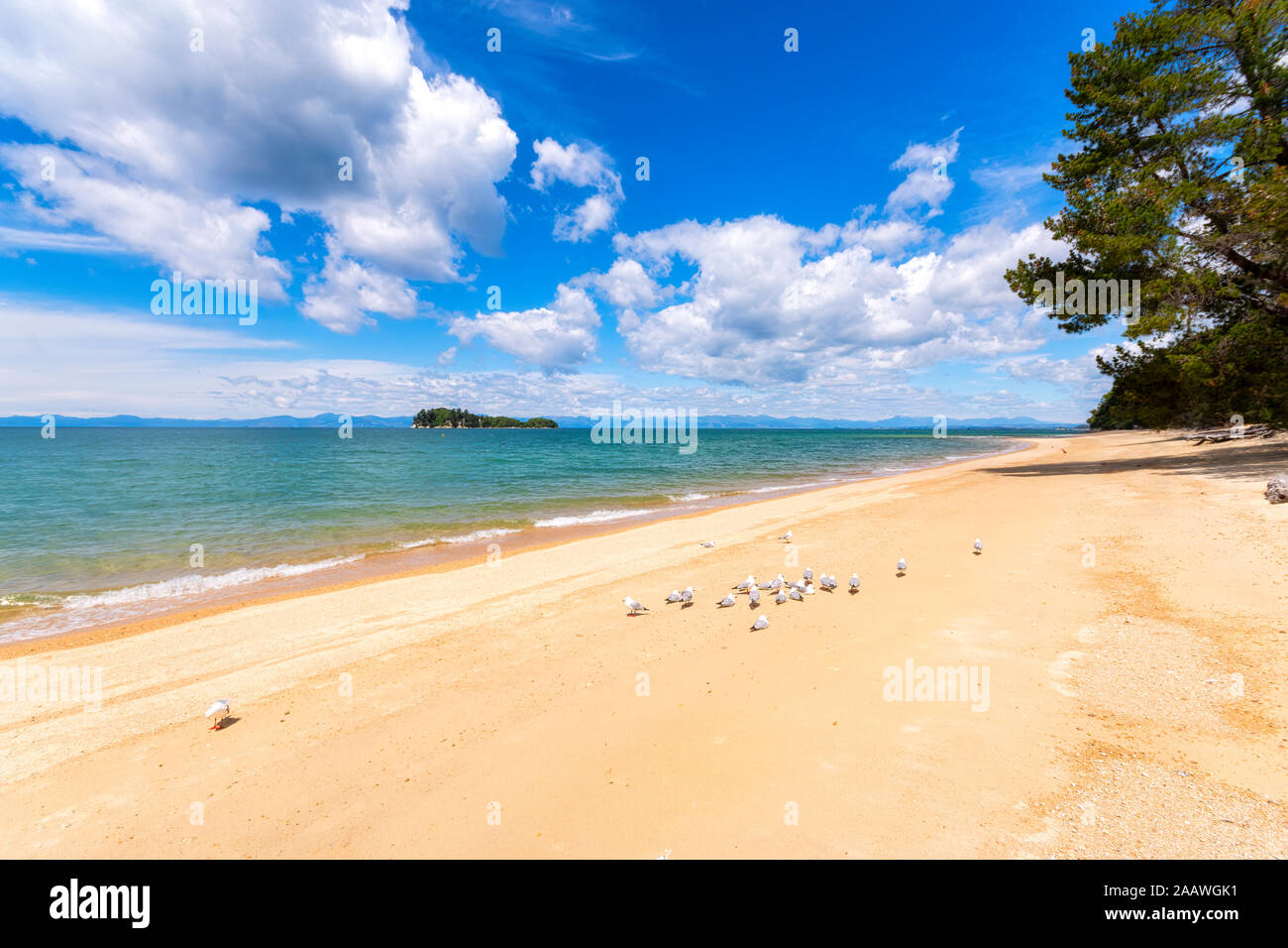 Birds perching on sea shore during sunny day at Abel Tasman Coastal Track, South Island, New Zealand Stock Photo