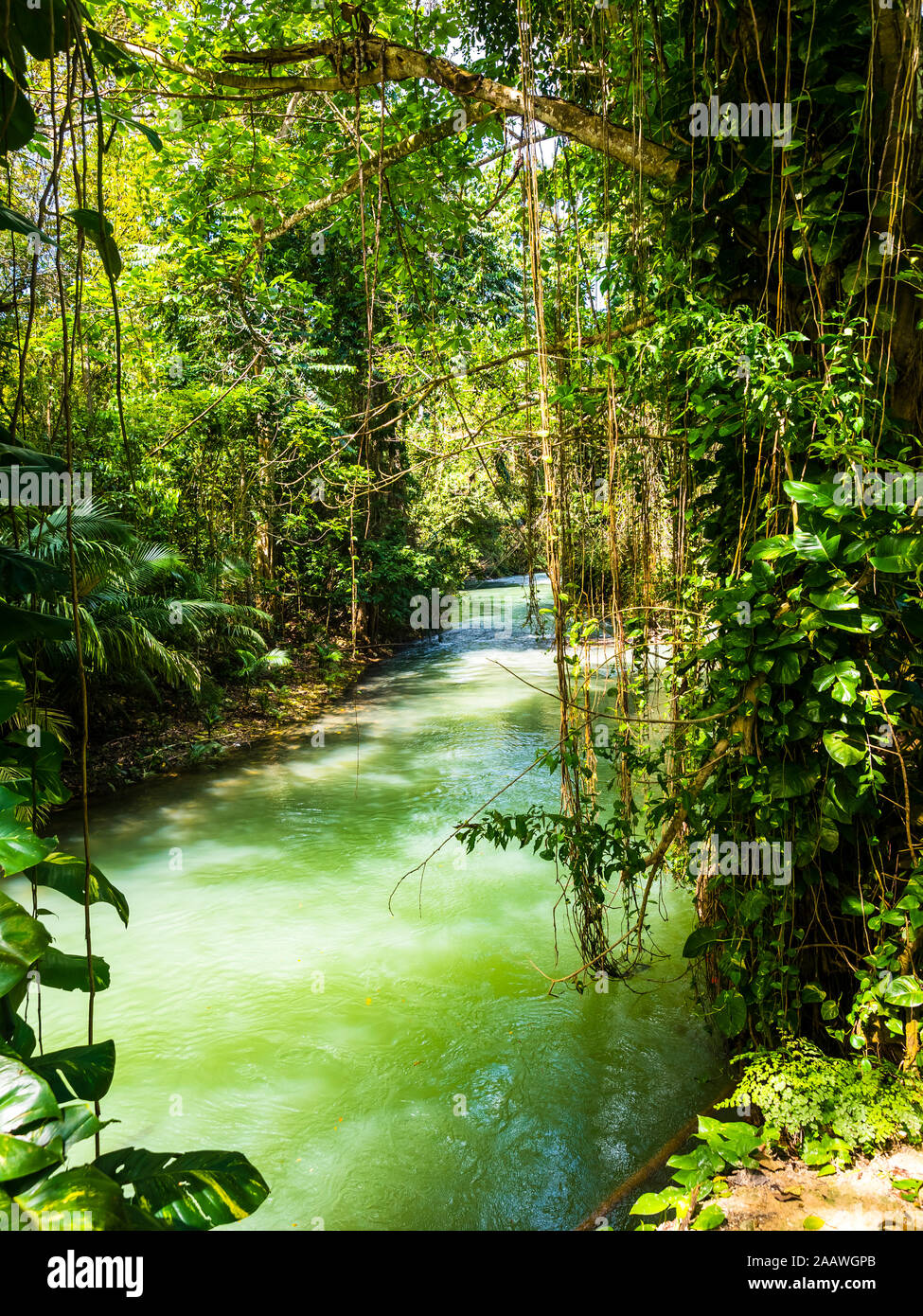 Jamaika, Region Montego Bay; Martha Brae river Stock Photo