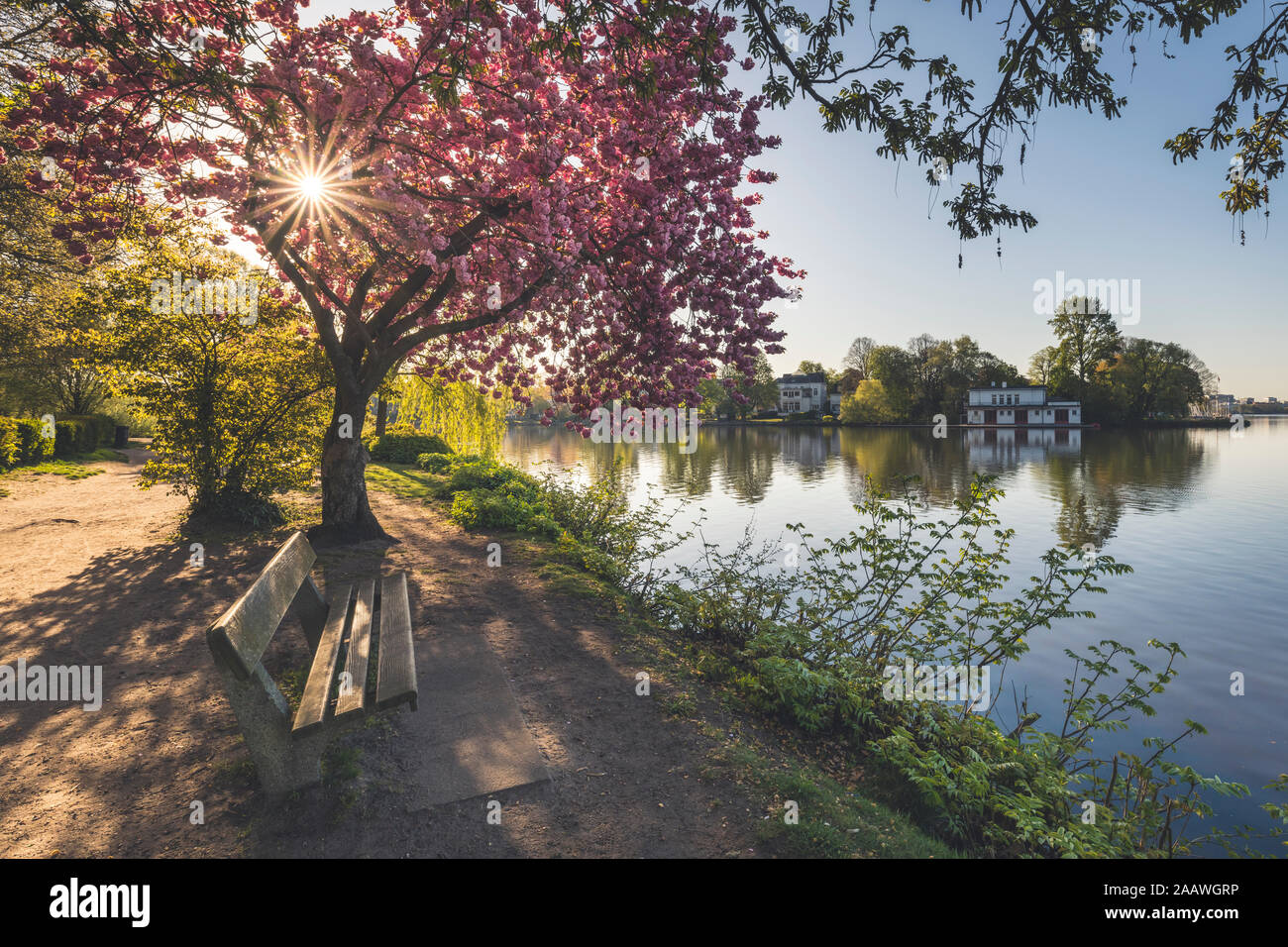Cherry tree by Binnenalster lake against clear sky during springtime at Hamburg, Germany Stock Photo