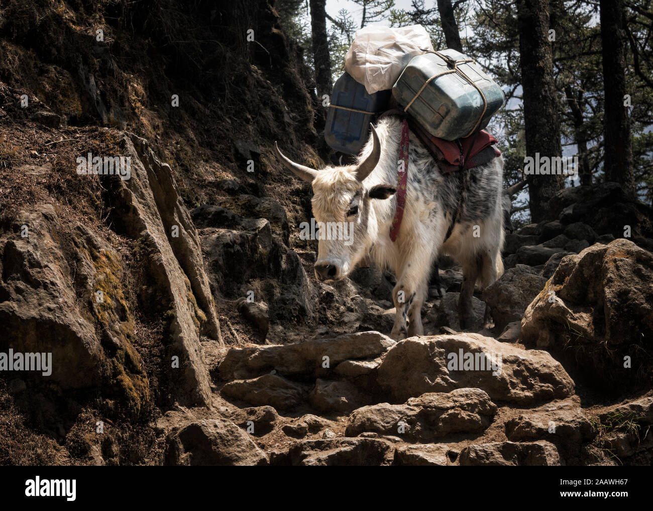Cattle carrying canisters, Solo Khumbu, Nepal Stock Photo