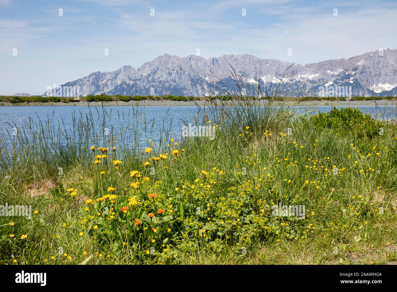Flowering plants at Tanzboden lakeshore against sky, Tyrol, Austria Stock Photo