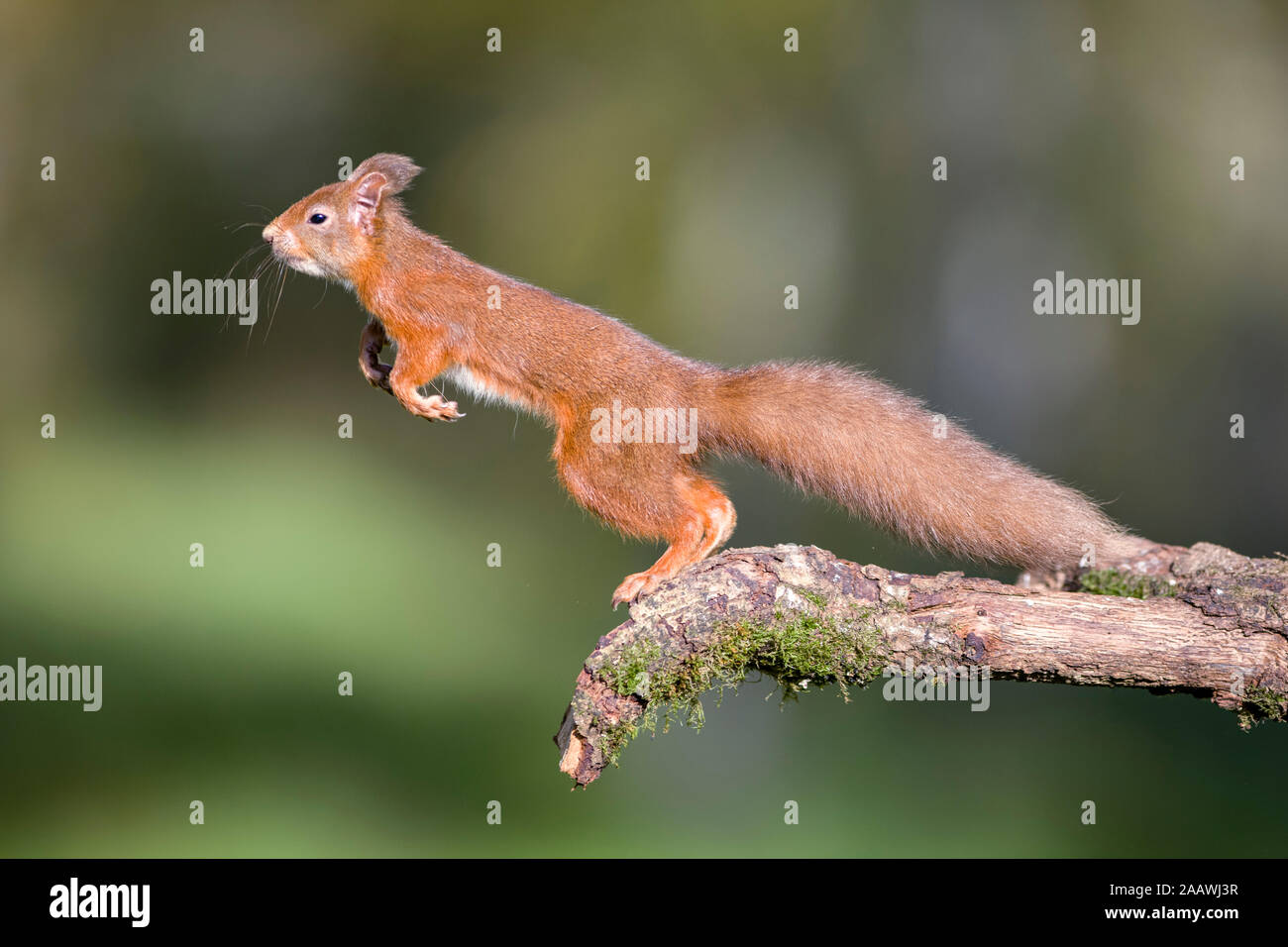Jumping red squirrel Stock Photo