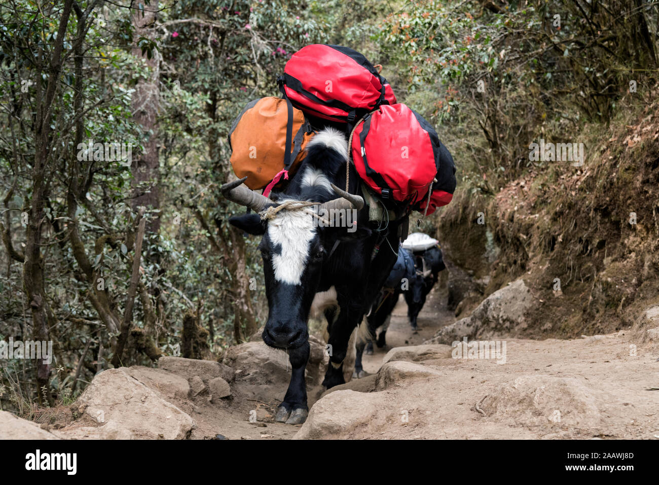 Packed cattle carrying luggage, Solo Khumbu, Nepal Stock Photo