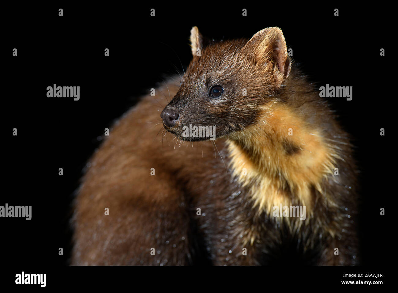 Close-up of pine marten against black background Stock Photo
