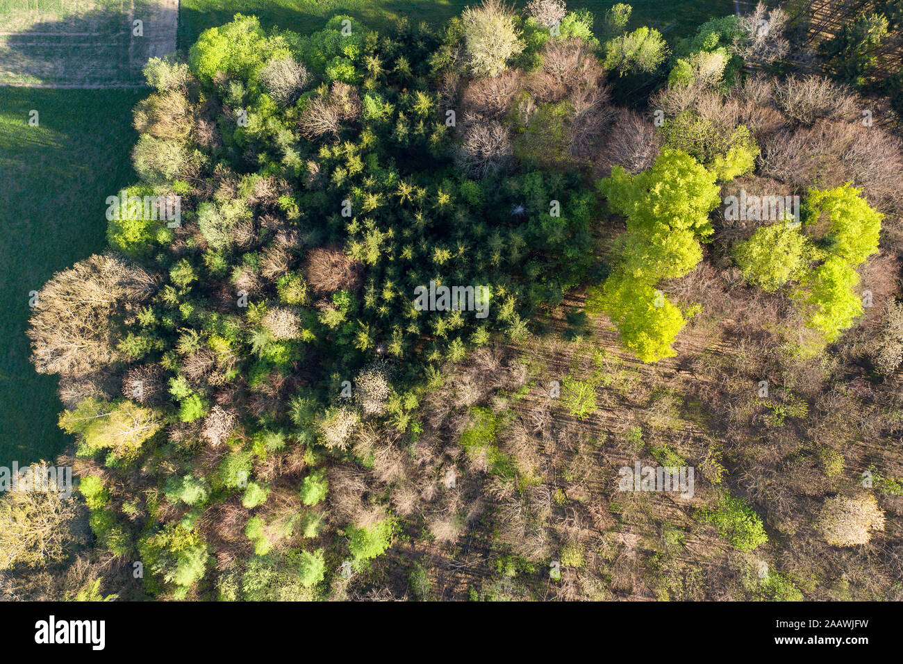 Aerial view of trees growing in forest, Dietramszell, Germany Stock Photo