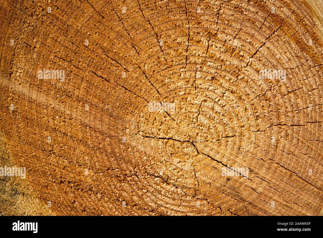 Full frame shot of tree stump Stock Photo