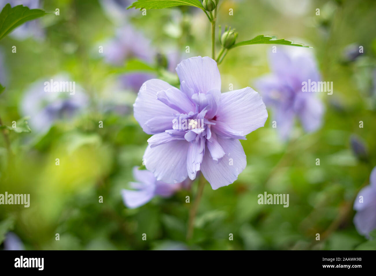 Hibiscus syriacus in park hi-res stock photography and images - Alamy