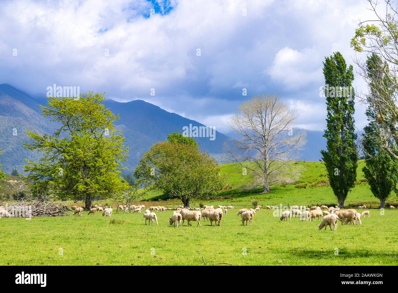 New Zealand, South Island, Tekaka, Flock of sheep grazing in green pasture Stock Photo