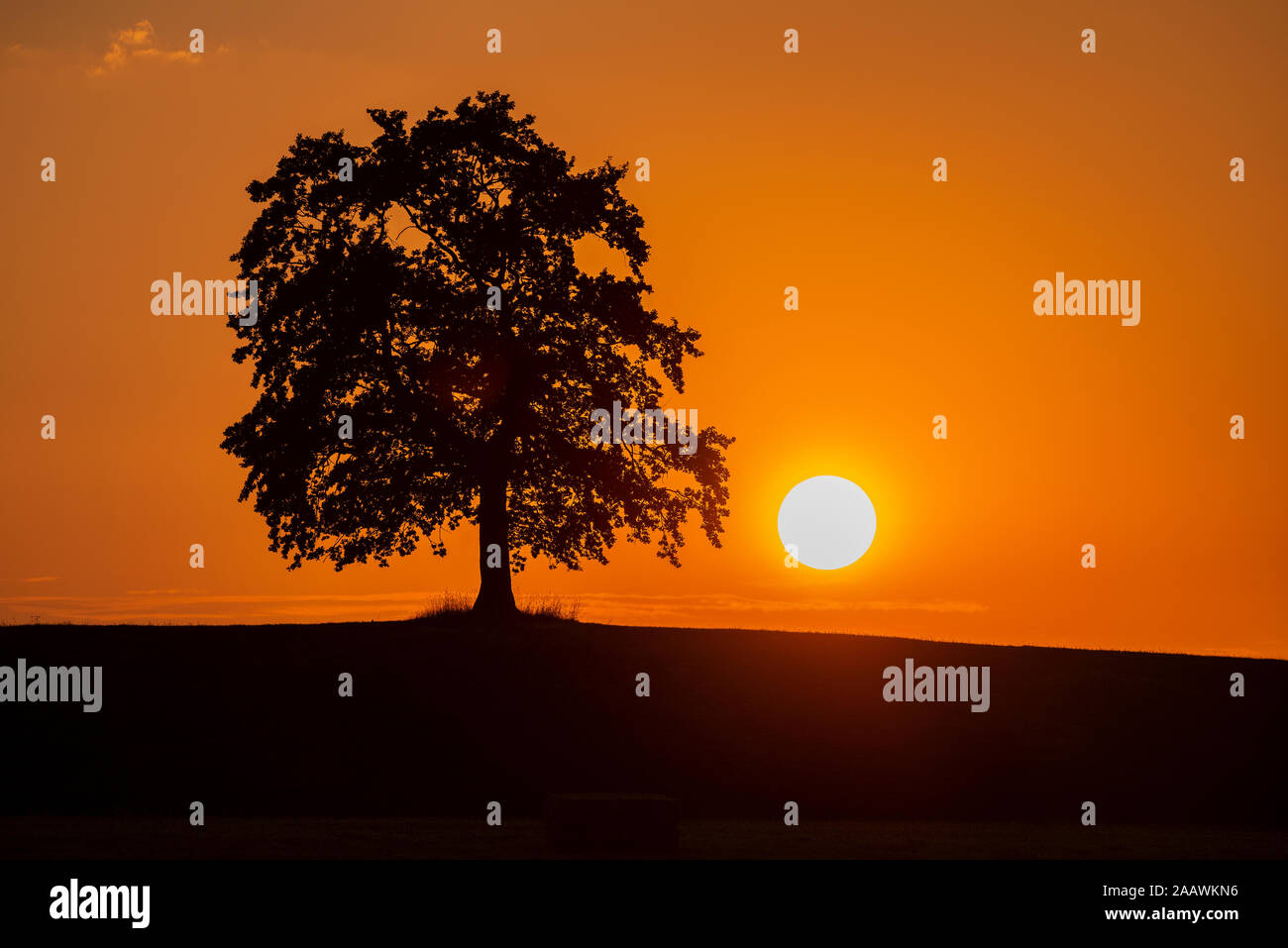 Silhouette oak tree on land against orange sky during sunset, Bavaria, Germany Stock Photo
