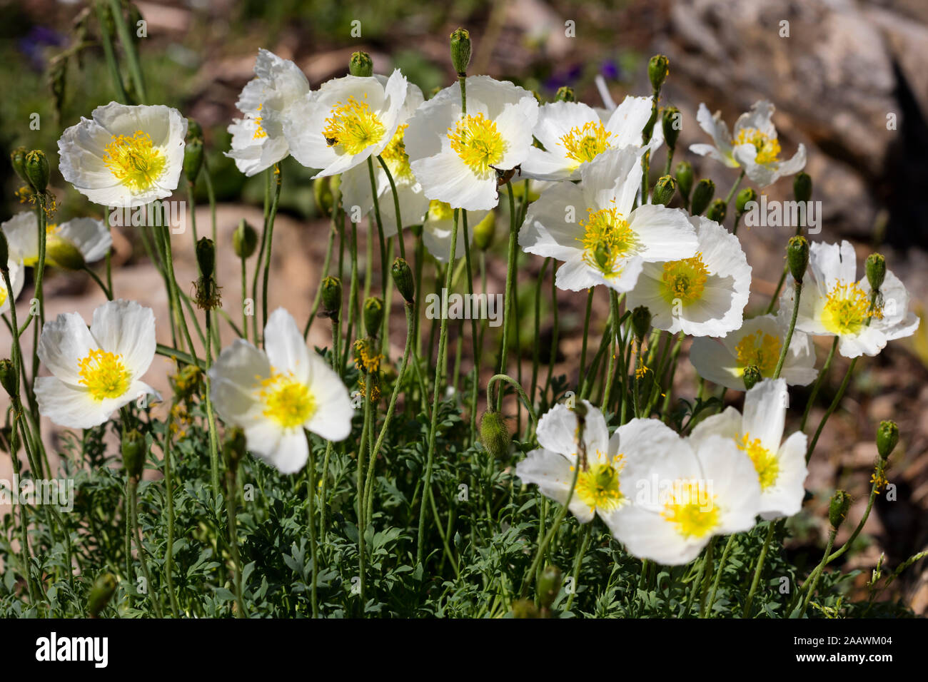 White Alpine poppy flowers blooming outdoors, Kitzbühel, Tyrol, Austria Stock Photo