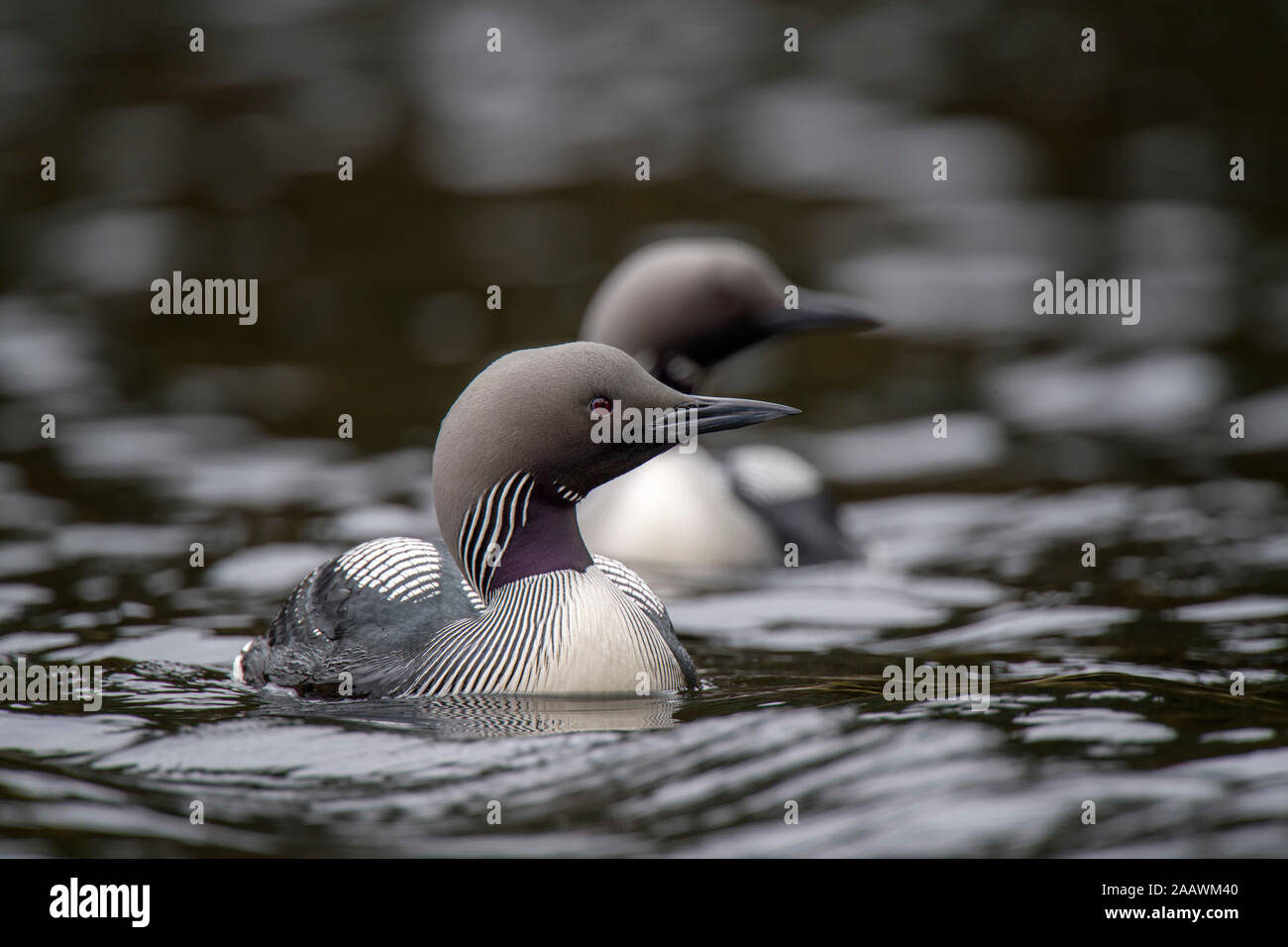 Close-up of black-throated loons swimming on lake Stock Photo