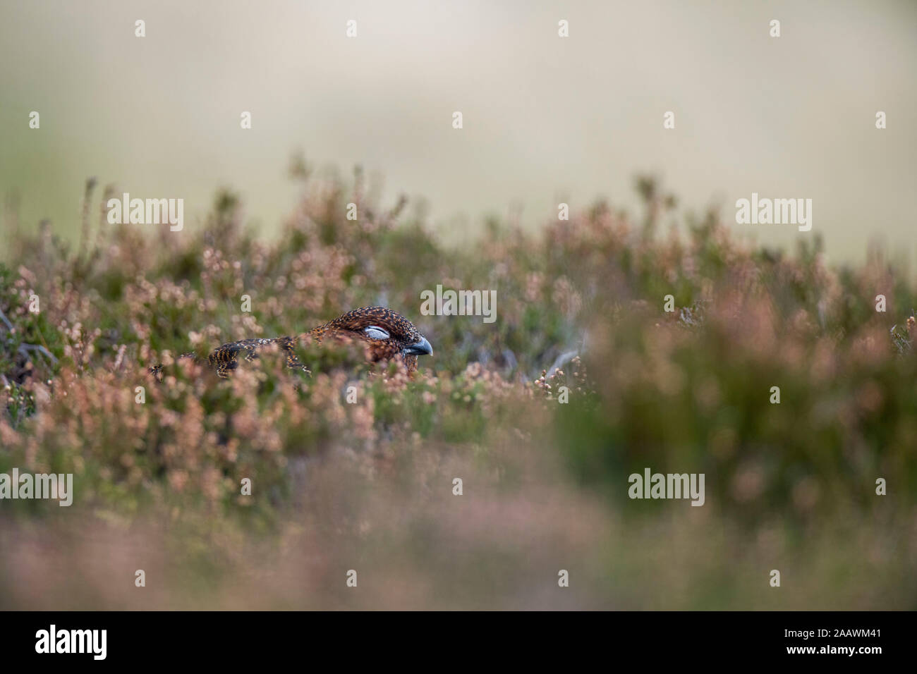 UK, Scotland, Red grouse in heather Stock Photo