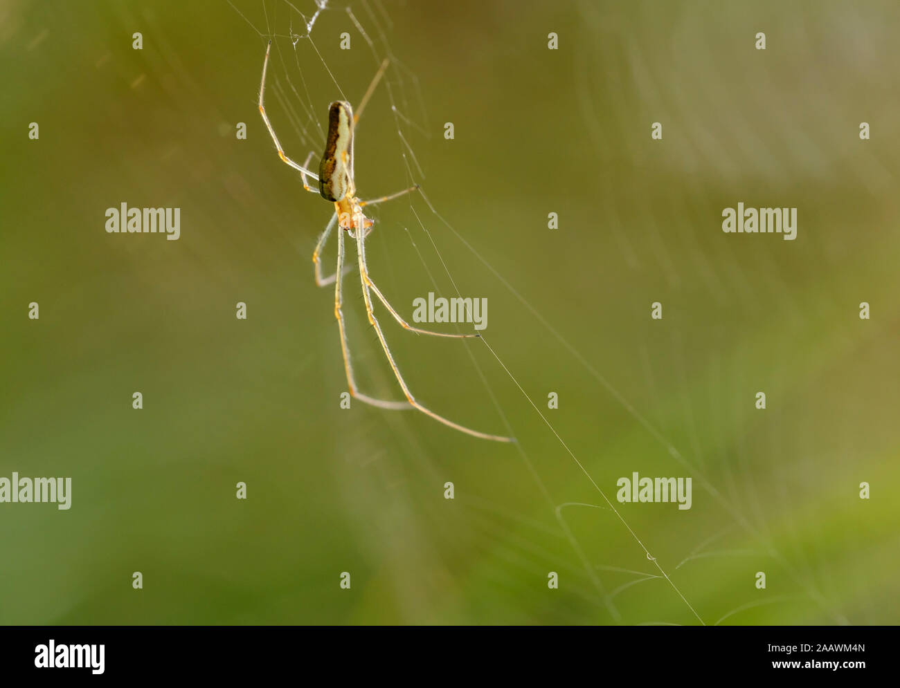 Germany, Bavaria, Upper Bavaria, Pupplinger Au, Tetragnatha spider on its web Stock Photo