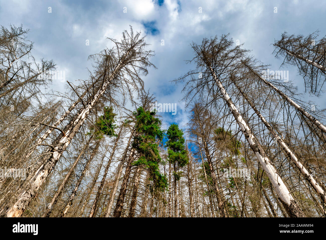 Dead spruce trees, Harz, SaxonyAnhalt, Germany Stock Photo Alamy