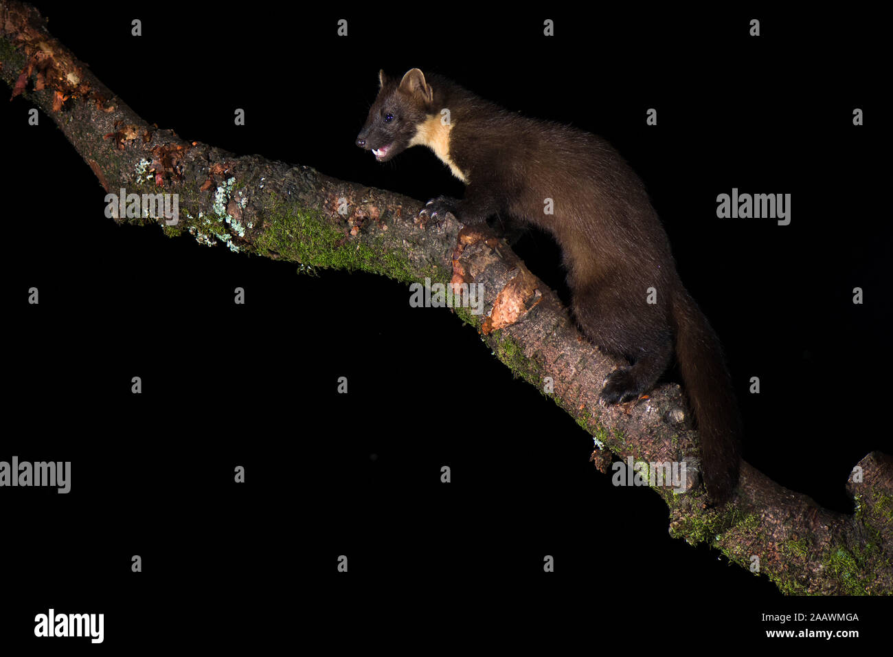 Side view of pine marten walking on log against black background Stock Photo