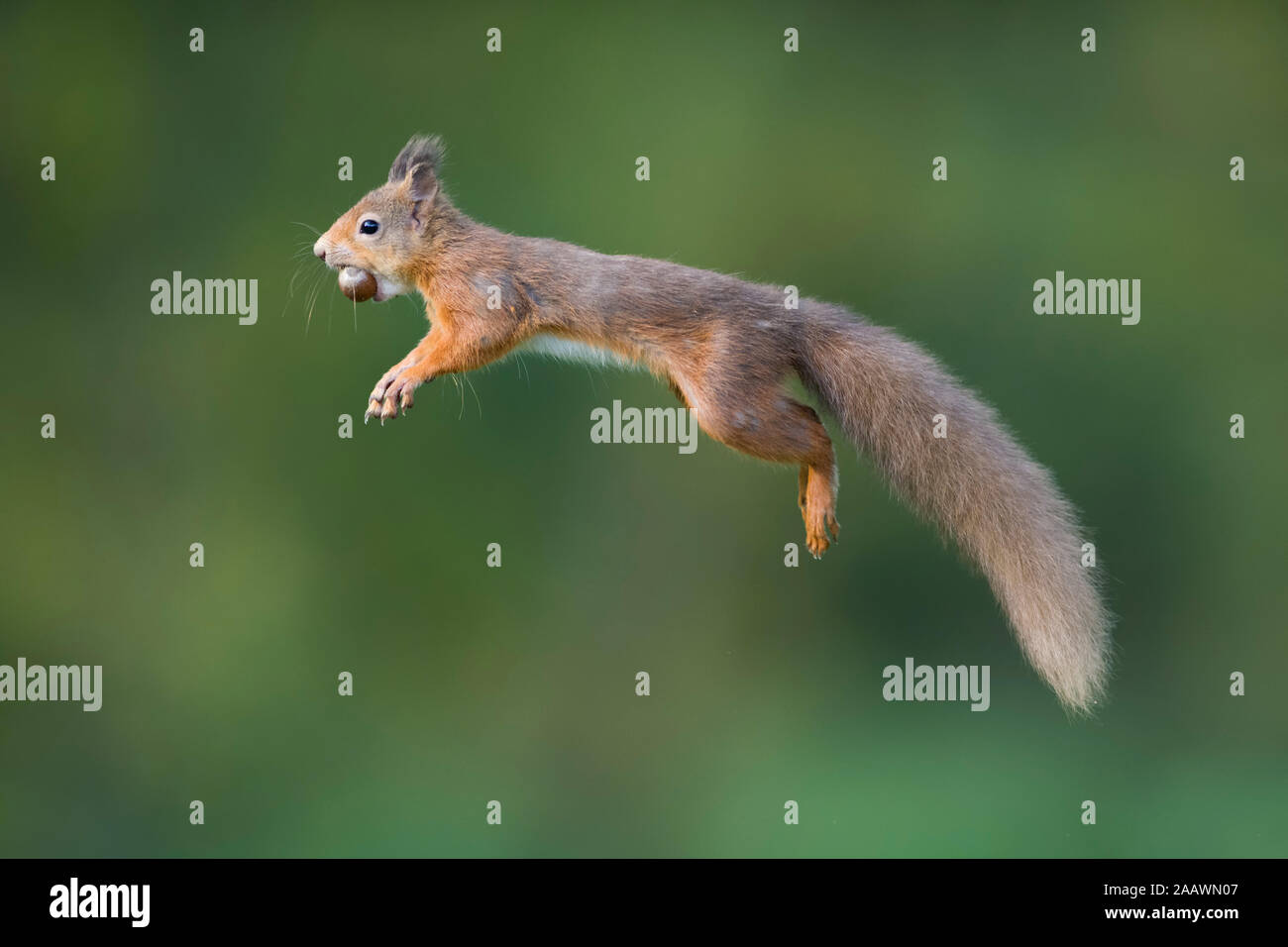 Jumping red squirrel carrrying hazelnut in mouth Stock Photo