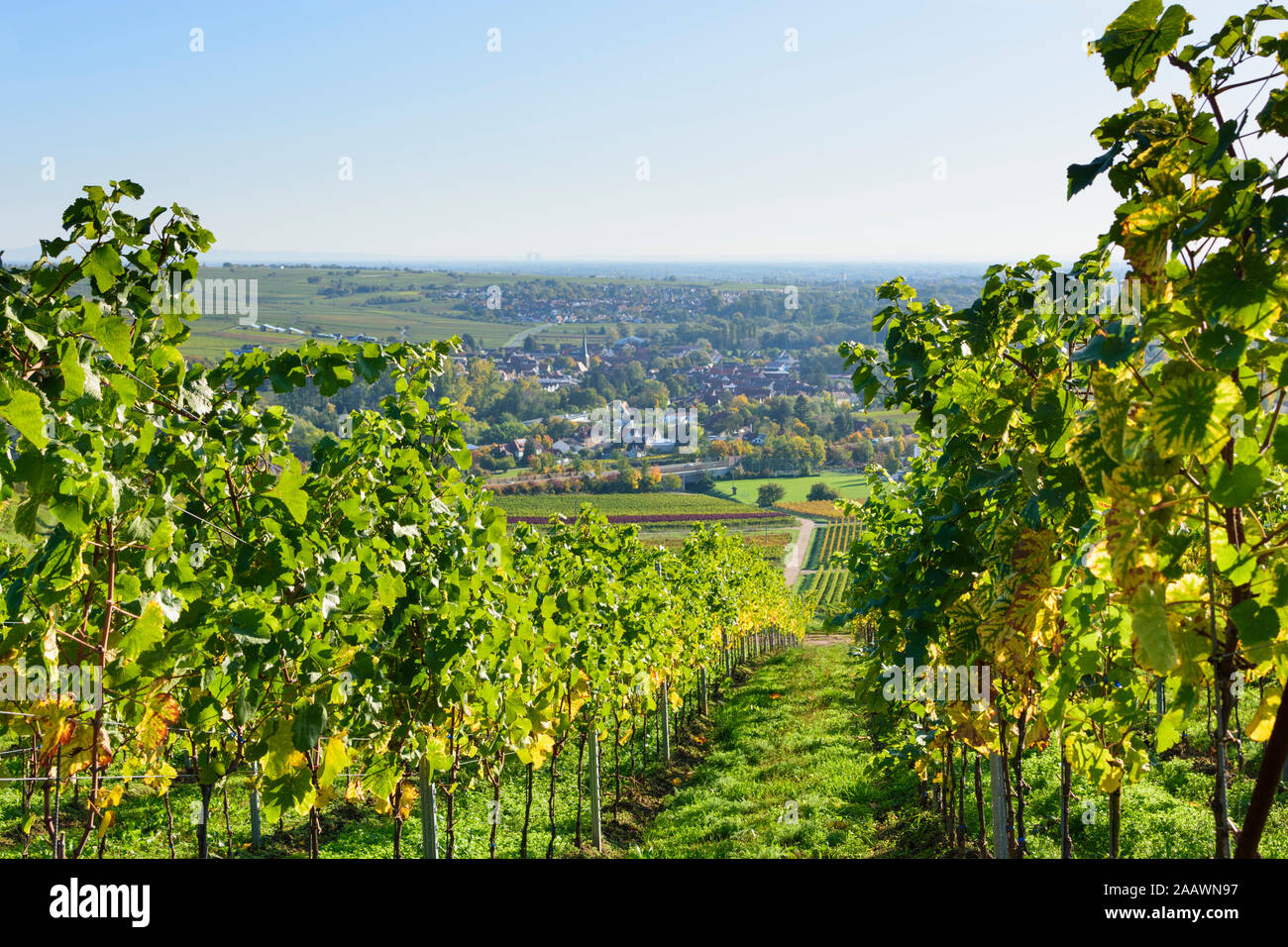 Siebeldingen: vineyard, view to village Siebeldingen in Weinstraße, German Wine Route, Rheinland-Pfalz, Rhineland-Palatinate, Germany Stock Photo