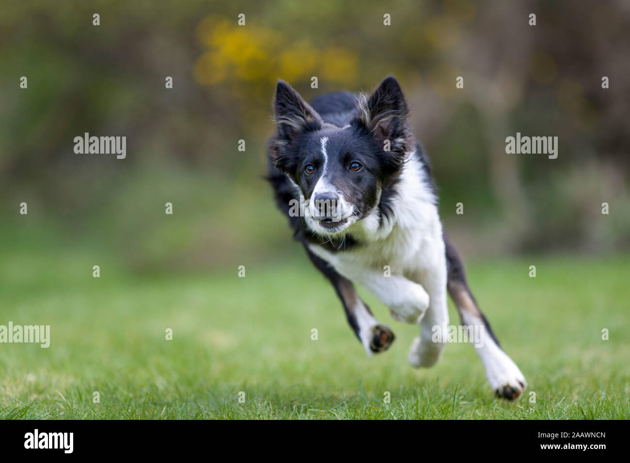 Close-up of collie running on grassy land in park Stock Photo