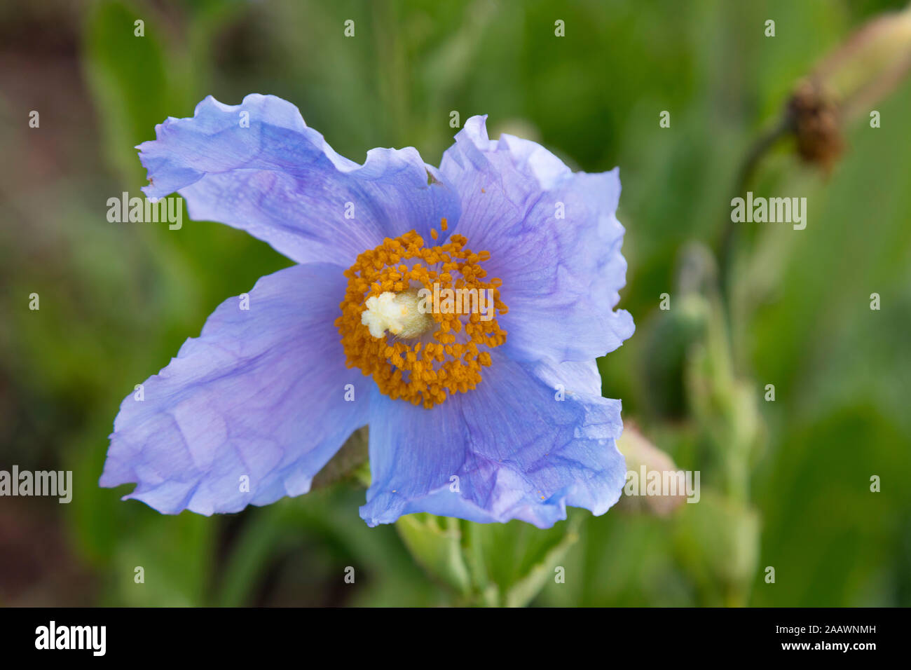 Close-up of Blue Tibetan poppy blooming outdoors Stock Photo