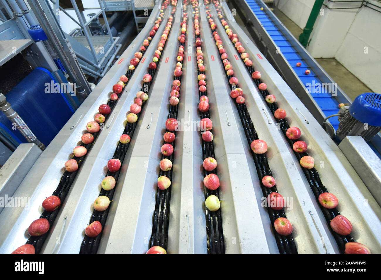 Conveyor belt with apples Stock Photo