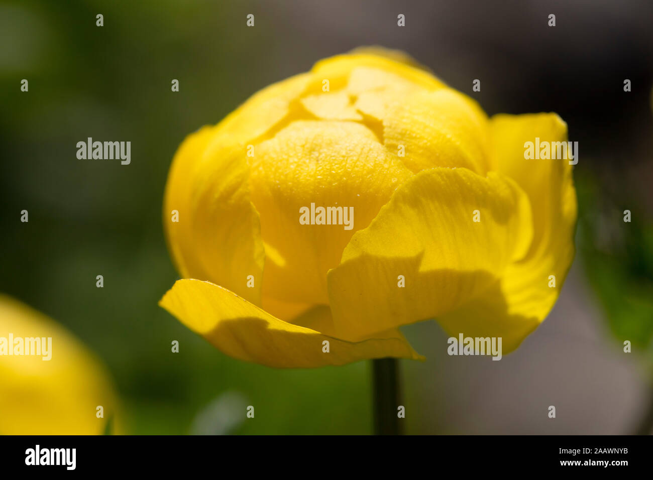 Close-up of yellow Trollblume blooming outdoors Stock Photo