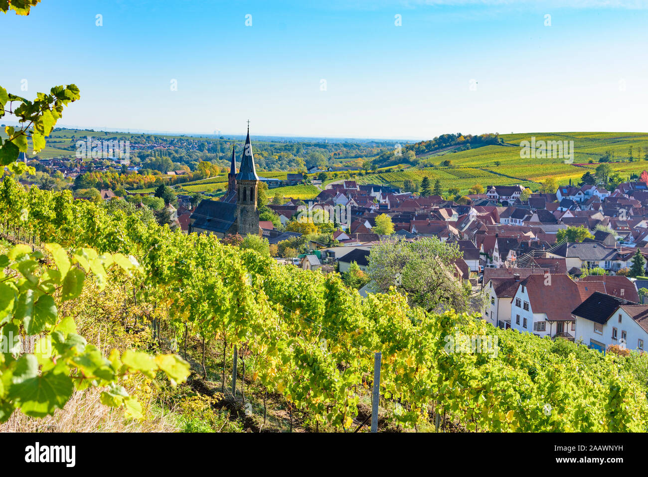 Birkweiler: vineyard, view to village Birkweiler in Weinstraße, German Wine Route, Rheinland-Pfalz, Rhineland-Palatinate, Germany Stock Photo