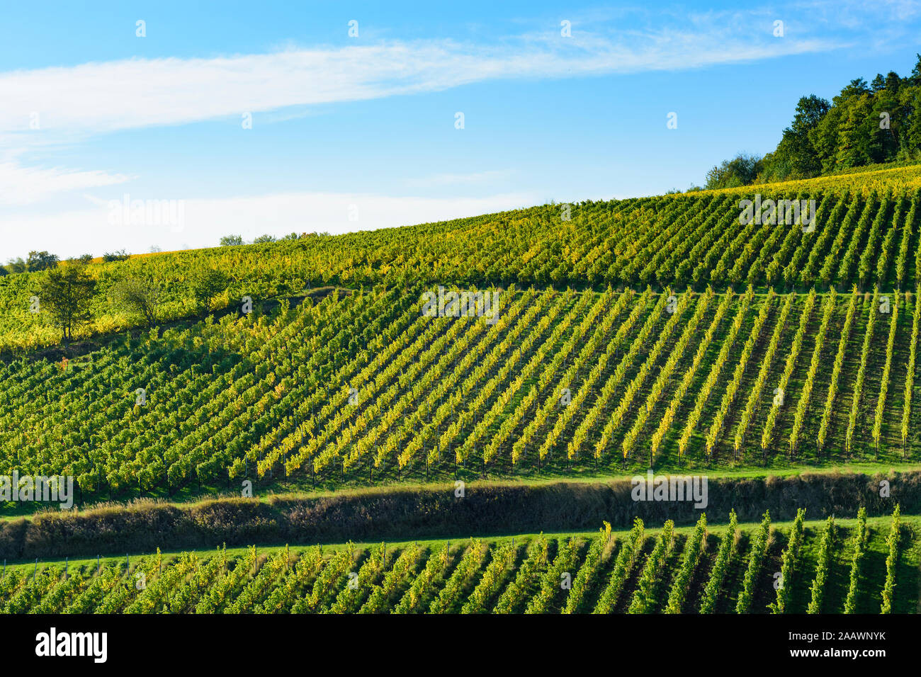 Birkweiler: vineyard in Weinstraße, German Wine Route, Rheinland-Pfalz, Rhineland-Palatinate, Germany Stock Photo