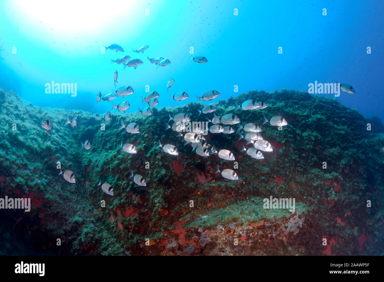 School of common breams swimming in sea, Calvi, Corsica, France Stock Photo