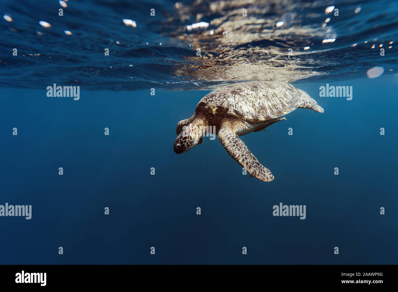 Indonesia, Bali, Underwater view of lone turtle swimming near surface