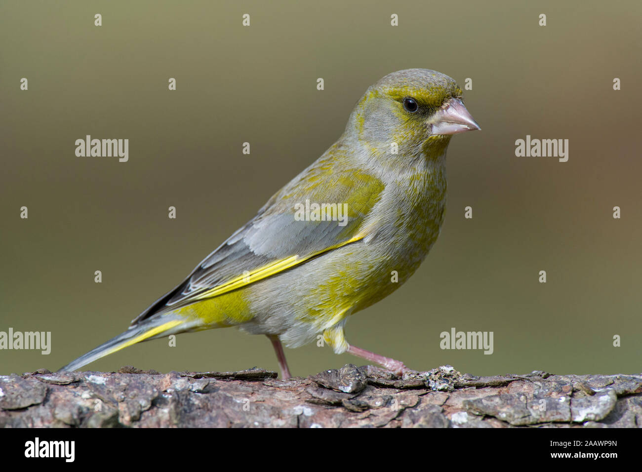 Close-up of green finch perching on tree trunk Stock Photo